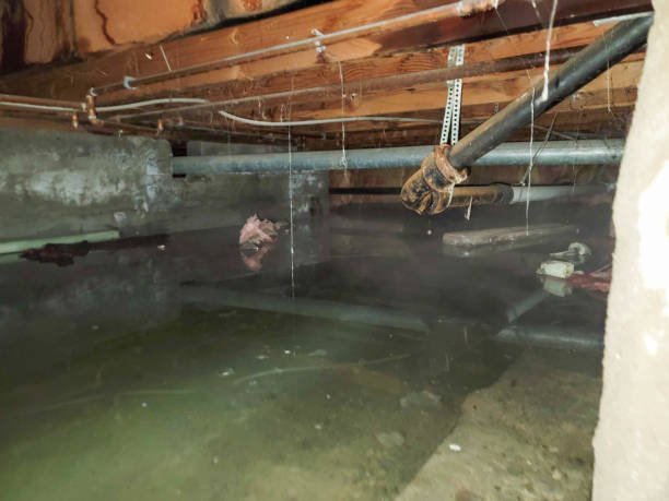 Best Emergency water damage restoration  in Seminole, FL