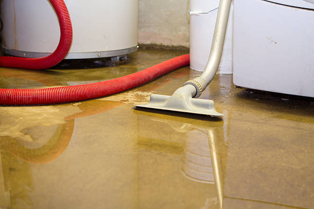 Best Mold removal after water damage  in Seminole, FL
